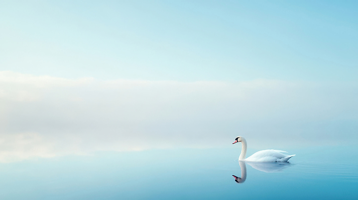 주간 자연요소 동물 편집이미지 컨셉 조류 날씨 수상스포츠 생태계 파일형식 백조 호수 수영 아침 고요 안개 자연 풍경 물 반사 평화 뷰티풀 JPG 이미지편집