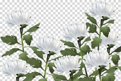 식물 편집이미지 꽃잎 꽃 잎 자연 국화 장식 초록색 흰색 꽃집 원예 식물원 조화 PNG 컬러 취미 상점 생태계 파일형식