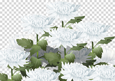 식물 편집이미지 꽃잎 꽃 여유 잎 자연 국화 풍경 정원 흰색 식물원 조화 PNG 만개 생동감 감정 컬러 생태계 파일형식
