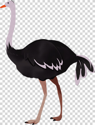 동물 편집이미지 모션 자연 조류 생물 건강 초원 걷기 먹이 생태계 길이 타조 PNG 멸종위기종 파일형식