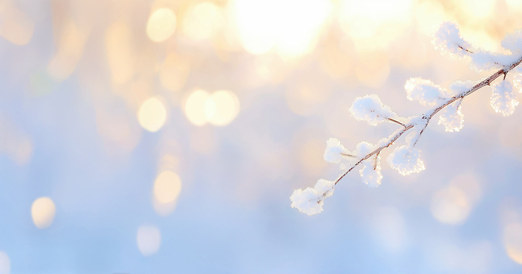 JPG 나무 편집이미지 백그라운드 겨울 자연 아침 풍경 빛 햇빛 평화 흰색 나뭇가지 차가움 조용 뷰티풀 이미지편집 AI컴퓨터그래픽 AI콘텐츠 주간 식물 계절 컬러 컨셉 태양 생태계 파일형식