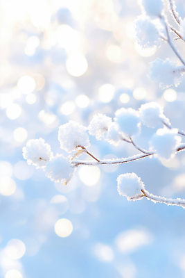 JPG 편집이미지 겨울 자연 가지 풍경 얼음 흰색 나뭇가지 눈송이 뷰티풀 겨울풍경 이미지편집 AI컴퓨터그래픽 AI콘텐츠 자연요소 나무 계절 컬러 채소 눈_날씨 생태계 파일형식