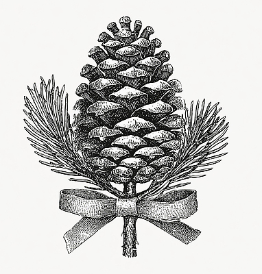 JPG 식물 디자인 리본 잎 겨울 일러스트 자연 흑백 장식 소나무 숲 솔방울 드로잉 뷰티풀 정물화 국내일러스트 나무 계절 촬영기법 미술 그림 생태계 파일형식