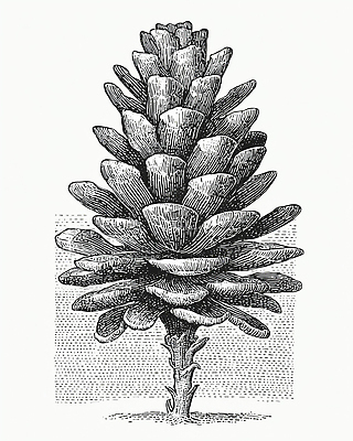 JPG 나무 식물 디자인 열매 예술 일러스트 자연 생명 흑백 소나무 숲 그림 생태계 솔방울 드로잉 조화 뷰티풀 국내일러스트 촬영기법 미술 파일형식