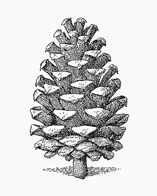 JPG 나무 식물 디자인 예술 과학 일러스트 재료 자연 생물 흑백 환경 소나무 생태계 생물학 솔방울 드로잉 분류 지질학 국내일러스트 헤라클레스 교육 촬영기법 미술 그리스로마신화 파일형식