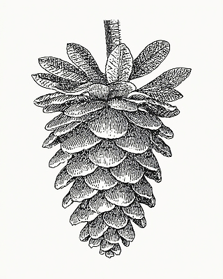 JPG 나무 식물 디자인 잎 일러스트 자연 생명 산 흑백 목재 소나무 숲 검사_조사 그림 생태계 솔방울 드로잉 수목 국내일러스트 재료 촬영기법 미술 파일형식