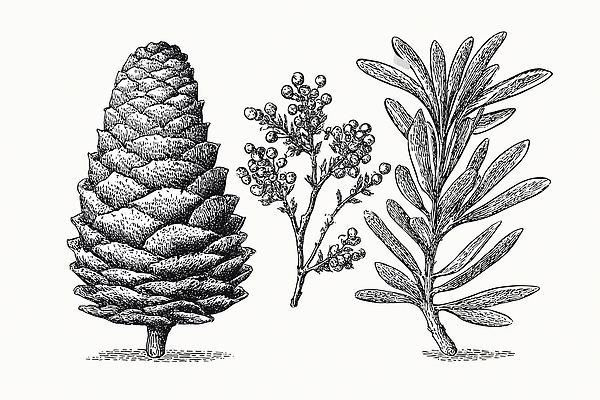 JPG 식물 디자인 열매 예술 잎 농업 일러스트 자연 생명 흑백 실험 솔방울 드로잉 수목 국내일러스트 산업 촬영기법 미술 생태계 파일형식