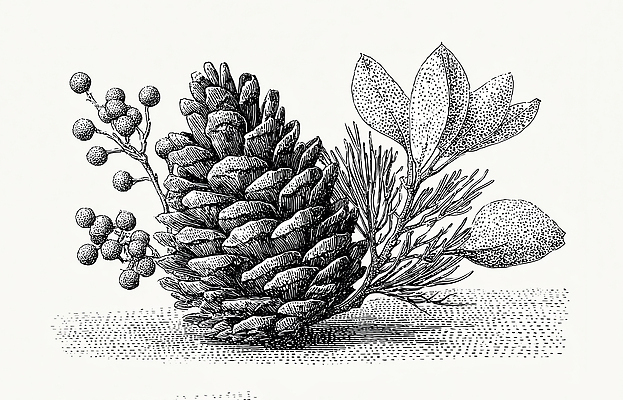 JPG 나무 식물 디자인 예술 일러스트 자연 흑백 그래픽 소나무 솔방울 드로잉 조화 뷰티풀 디테일 국내일러스트 촬영기법 미술 생태계 파일형식