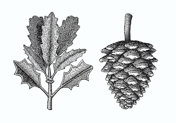 JPG 나무 식물 디자인 꽃 예술 잎 채소 일러스트 자연 생명 흑백 잔디 숲 조경 솔방울 드로잉 곶감 국내일러스트 촬영기법 감 미술 생태계 건과일 파일형식