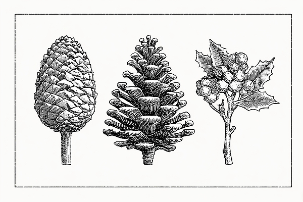 JPG 식물 디자인 예술 겨울 일러스트 자연 생명 흑백 핀란드 그래픽 학습 환경 소나무 솔방울 드로잉 조형 겨우살이 국내일러스트 나무 계절 교육 촬영기법 북유럽 미술 생태계 파일형식