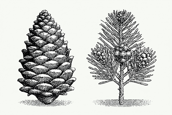 JPG 나무 식물 열매 잎 일러스트 재료 자연 생물 흑백 환경 소나무 원형 숲속 숲 솔방울 드로잉 뷰티풀 자연관찰 디테일 국내일러스트 도형 촬영기법 미술 관찰 생태계 파일형식