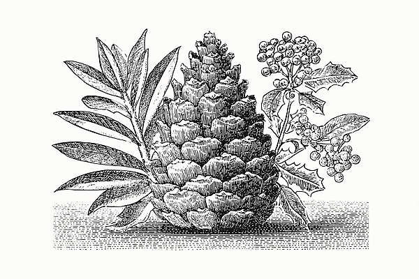 JPG 식물 전통 디자인 열매 예술 잎 일러스트 자연 흑백 미술 풍경 신선 소나무 그림 솔방울 드로잉 조화 국내일러스트 나무 문화예술 촬영기법 생태계 파일형식