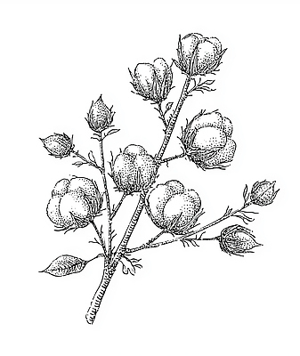 JPG 식물 꽃 농업 일러스트 자연 생명 가지 흑백 농작물 농장 환경 농사 솜 원예 드로잉 뷰티풀 원자재 국내일러스트 AI일러스트 AI콘텐츠 산업 채소 촬영기법 미술 취미 생태계 파일형식