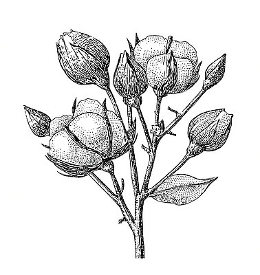 JPG 식물 꽃 줄기 백그라운드 잎 농업 일러스트 자연 생명 가지 흑백 그래픽 환경 성장 솜 생태계 원예 드로잉 봉오리 뷰티풀 디테일 국내일러스트 AI일러스트 AI콘텐츠 산업 채소 촬영기법 미술 취미 파일형식