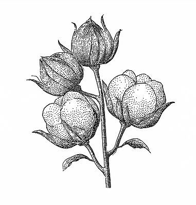 JPG 식물 꽃 잎 농업 일러스트 자연 생명 가지 흑백 여름 농작물 환경 농사 성장 솜 꽃봉오리 원예 드로잉 뷰티풀 국내일러스트 AI일러스트 AI콘텐츠 계절 산업 채소 촬영기법 미술 취미 생태계 파일형식