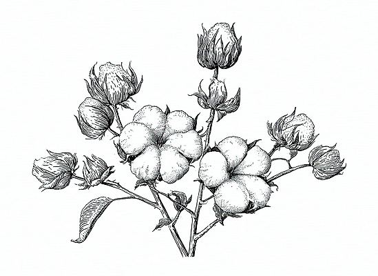 JPG 식물 디자인 꽃 예술 컬러 일러스트 자연 흑백 농사 솜 꽃봉오리 원예 드로잉 수공예 뷰티풀 면소재 디테일 국내일러스트 AI일러스트 AI콘텐츠 농업 촬영기법 미술 취미 공예 생태계 소재 파일형식