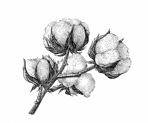 JPG 식물 예술 농업 일러스트 자연 생명 흑백 농작물 환경 농사 솜 생태계 원예 드로잉 소득 국내일러스트 AI일러스트 AI콘텐츠 산업 촬영기법 미술 취미 파일형식