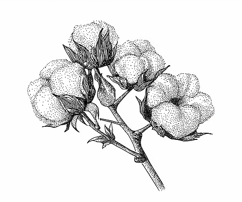 JPG 식물 꽃 화초 잎 농업 일러스트 자연 생명 가지 흑백 초록색 여름 평화 환경 성장 흰색 솜 꽃봉오리 원예 드로잉 뷰티풀 국내일러스트 AI일러스트 AI콘텐츠 계절 산업 컬러 컨셉 채소 촬영기법 미술 취미 생태계 파일형식