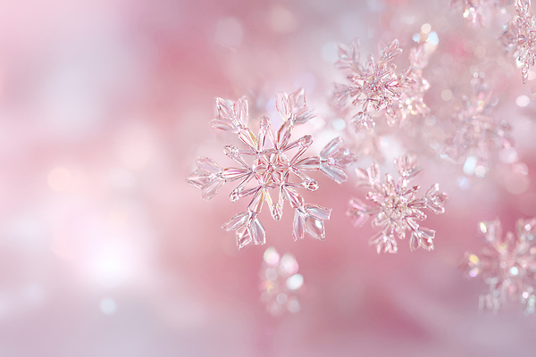 JPG 편집이미지 분홍색 백그라운드 겨울 자연 빛 반짝임 얼음 고요 눈송이 차가움 크리스탈 뷰티풀 순간 이미지편집 자연요소 계절 컬러 모션 눈_날씨 광석 생태계 파일형식