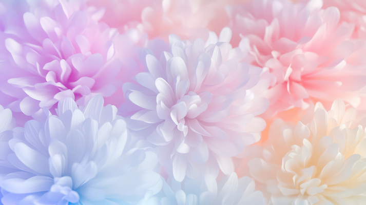 JPG 식물 편집이미지 꽃 화초 컬러 백그라운드 자연 장식 여름 정원 봄 부드러움 화사함 뷰티풀 이미지편집 계절 컨셉 감각 생태계 파일형식