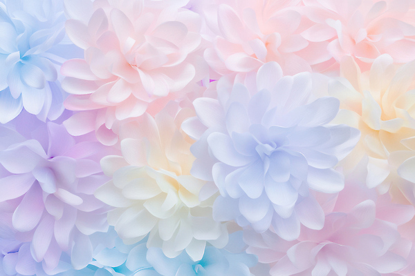 JPG 편집이미지 꽃 분홍색 컬러 백그라운드 자연 장식 파란색 보라색 봄 분위기 부드러움 뷰티풀 디테일 이미지편집 식물 계절 컨셉 감각 생태계 파일형식