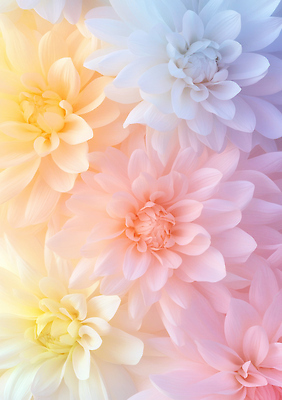 JPG 편집이미지 꽃잎 꽃 컬러 백그라운드 자연 연꽃 풍경 여름 햇빛 편안함 부드러움 화사함 조화 만개 뷰티풀 이미지편집 식물 계절 컨셉 태양 감각 생태계 파일형식