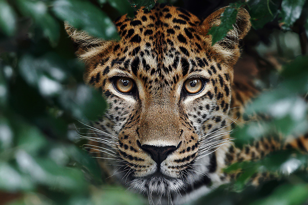 JPG 동물 편집이미지 자연 숲속 숲 생태계 사냥 표범 생존 보호색 편집실사 컬러 포유류 CG 파일형식