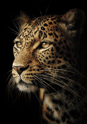 JPG 동물 편집이미지 얼굴 무늬 조명 생물 털 관찰 표범 강렬 특징 편집실사 포유류 모션 신체부위 CG 파일형식