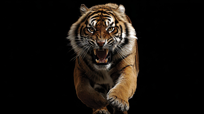 JPG 동물 편집이미지 자연 검은배경 털 표정 달리기 힘 호랑이 위협 맹수 육식동물 강렬 편집실사 백그라운드 포유류 모션 검은색 CG 생태계 파일형식