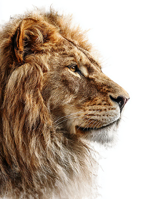 JPG 동물 편집이미지 캐릭터 야생동물 자연 털 표정 동물원 사자 왕 맹수 갈기 습관 편집실사 포유류 CG 생태계 파일형식