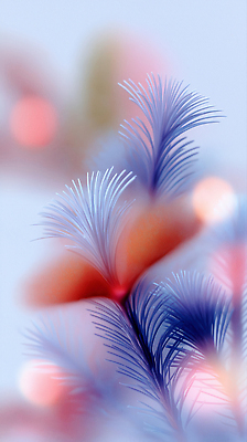 편집이미지 컬러 컨셉 감각 생태계 파일형식 식물 부드러움 파란색 분홍색 모양 선 백그라운드 몽환 뷰티풀 디자인 자연 신비 JPG 이미지편집