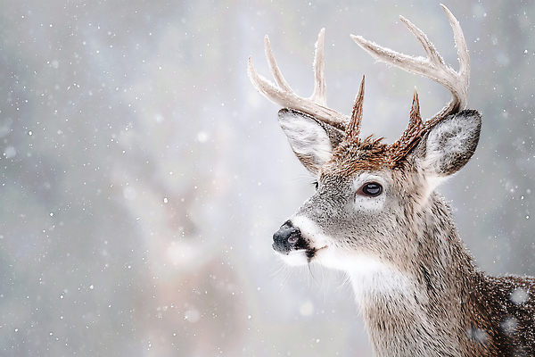 JPG 동물 편집이미지 겨울 자연 생명 사슴 풍경 숲 뷰티풀 혼자 편집실사 AI포토 AI콘텐츠 계절 포유류 CG 생태계 파일형식