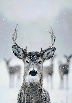 JPG 동물 편집이미지 겨울 자연 생명 사슴 풍경 앞모습 사진촬영 숲속 숲 조용 편집실사 AI포토 AI콘텐츠 계절 뷰포인트 포유류 촬영 CG 생태계 파일형식