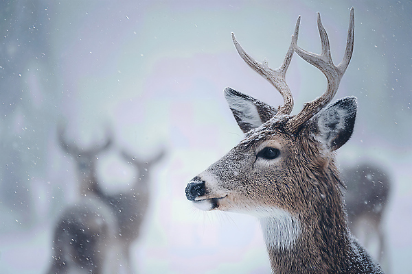 JPG 동물 편집이미지 겨울 자연 사슴 풍경 환경 고요 추위 숲 먹이 생태계 사냥 생존 편집실사 AI포토 AI콘텐츠 계절 포유류 CG 파일형식