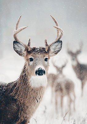 JPG 동물 편집이미지 겨울 자연 사슴 생물 산 평화 숲 포근함 수컷 서식지 편집실사 AI포토 AI콘텐츠 계절 컨셉 포유류 감각 CG 생태계 파일형식