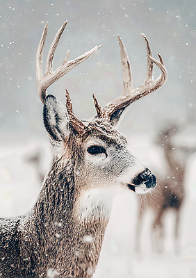 JPG 동물 편집이미지 야생동물 겨울 자연 생명 사슴 산 평화 숲속 숲 뷰티풀 편집실사 AI포토 AI콘텐츠 계절 컨셉 포유류 CG 생태계 파일형식