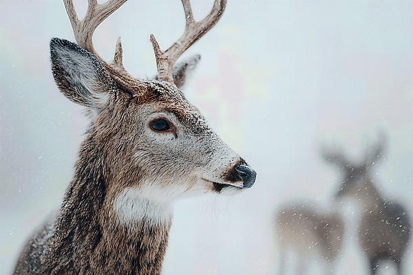 JPG 동물 편집이미지 겨울 자연 생명 사슴 평화 산책 숲 조용 뷰티풀 편집실사 AI포토 AI콘텐츠 계절 컨셉 포유류 휴식 CG 생태계 파일형식