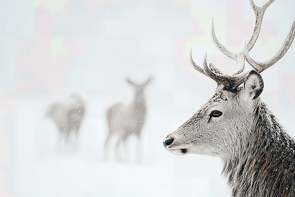 JPG 동물 편집이미지 야생동물 겨울 자연 사슴 자연보호 고요 숲 생태계 초상화 흰눈 겨울풍경 편집실사 AI포토 AI콘텐츠 계절 포유류 눈_날씨 풍경 보호 CG 그림 파일형식