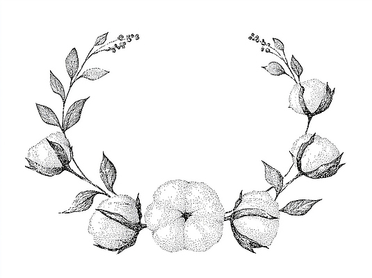 JPG 모양 식물 디자인 꽃 예술 선 백그라운드 잎 패턴 일러스트 자연 프레임 장식 빈티지 솜 드로잉 조화 목화꽃 국내일러스트 AI일러스트 AI콘텐츠 컨셉 무늬 미술 생태계 파일형식