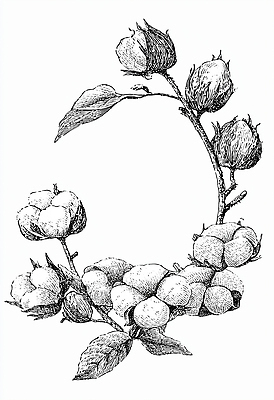 JPG 식물 예술 줄기 잎 패턴 농업 일러스트 자연 생명 수채화 프레임 흑백 그래픽 장식 여름 관찰 묘사 꽃봉오리 목화꽃 디테일 국내일러스트 계절 꽃 산업 무늬 모션 촬영기법 생태계 파일형식