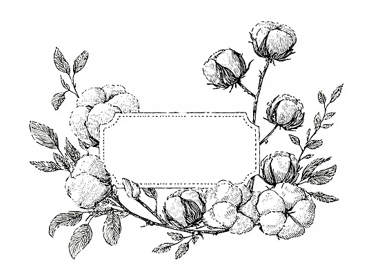 JPG 식물 디자인 꽃 백그라운드 일러스트 자연 수채화 프레임 그래픽 장식 흰색 아날로그 꾸미기 목화꽃 국내일러스트 컬러 생태계 파일형식