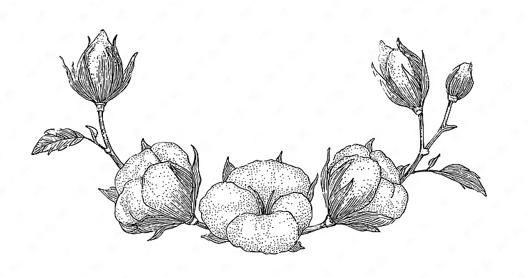 JPG 식물 디자인 꽃 예술 일러스트 자연 수채화 프레임 그래픽 장식 빈티지 식물원 손그림 봉오리 조화 목화꽃 색감 보테니컬아트 국내일러스트 AI일러스트 AI콘텐츠 컨셉 생태계 파일형식