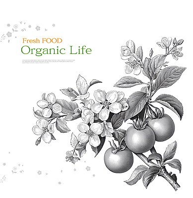 JPG 식물 웰빙 꽃 농업 토마토 과일 일러스트 식재료 자연 생명 건강 요리 장식 농작물 환경 주방 신선 유기농 건강식품 국내일러스트 AI일러스트 AI콘텐츠 산업 음식 채소 생태계 파일형식