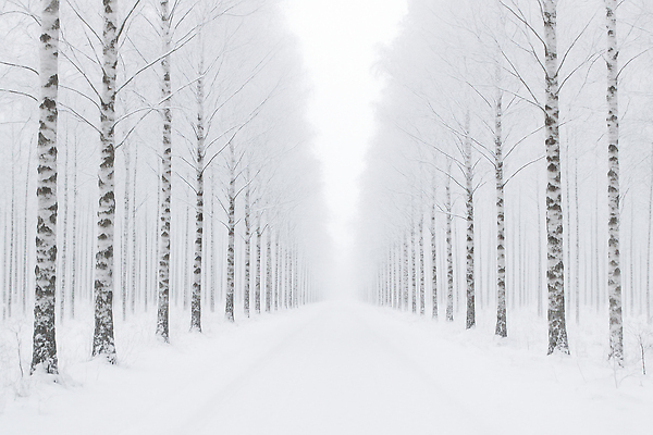 JPG 나무 도로 길 겨울 일러스트 자연 조명 풍경 평화 고요 산책 탐험 흰색 나뭇가지 눈 차가움 숲 시야 차분 국내일러스트 AI일러스트 AI콘텐츠 자연요소 식물 계절 컬러 컨셉 교통시설 날씨 휴식 생태계 파일형식