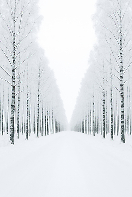 JPG 나무 길 겨울 일러스트 자연 아침 날씨 풍경 야외 고요 흰색 눈 숲 방문 탐방 눈덮임 국내일러스트 AI일러스트 AI콘텐츠 주간 자연요소 식물 계절 컬러 컨셉 생태계 파일형식