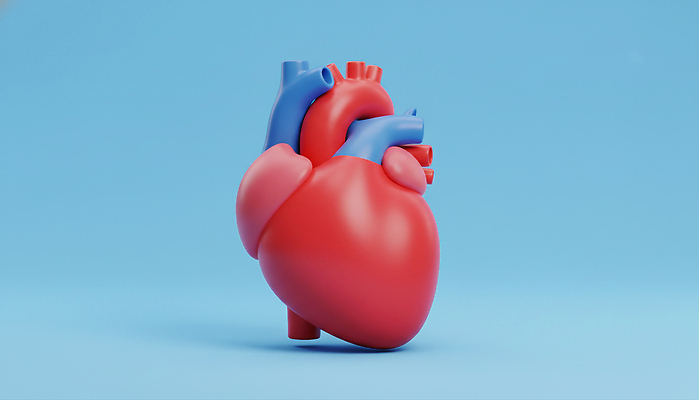 JPG 모양 편집이미지 디자인 감정 컬러 조각 신체 미술 빨간색 파란색 조형물 심장 그림 생동감 창의성 편집3D AI컴퓨터그래픽 AI콘텐츠 문화예술 3D 장기_의학 파일형식