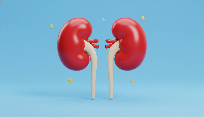 JPG 편집이미지 디자인 교육 과학 신체 해부 의학 건강 사람 모형 신장 생물학 기관 편집3D AI컴퓨터그래픽 AI콘텐츠 3D 비뇨기관 파일형식