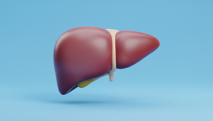 JPG 편집이미지 교육 컬러 과학 신체 해부 의학 건강 실험 구출 간 기관 기능 편집3D AI컴퓨터그래픽 AI콘텐츠 3D 도움 장기_의학 파일형식