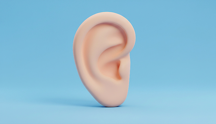 JPG 편집이미지 디자인 교육 예술 과학 신체 해부 생명 파란색 모형 흰색 구출 입체 귀 인공 편집3D AI컴퓨터그래픽 AI콘텐츠 컬러 의학 신체부위 3D 도움 파일형식