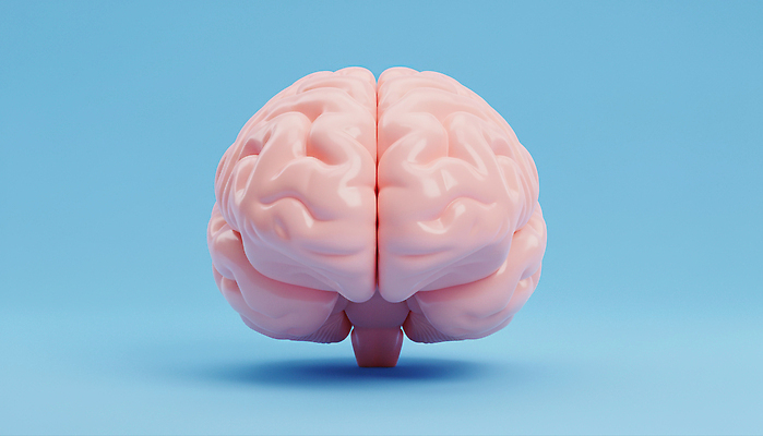 JPG 편집이미지 교육 과학 신체 해부 실험 학습 모형 정보 구출 두뇌 뇌 생물학 편집3D AI컴퓨터그래픽 AI콘텐츠 의학 3D 도움 파일형식